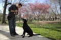 Tuff Pup Training - Expert advice for the Philadelphia dog. image 2