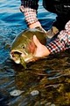 Utah Pro Fly Fishing image 6