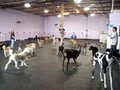 Wags & Wiggles Dog Day Care: Training Facility image 4