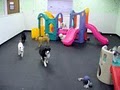 Wags & Wiggles Dog Day Care: Training Facility image 5