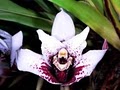 White Oak Orchids image 1