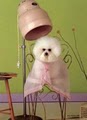 Bow-Wow Boutique - Pet Grooming and Washing image 3