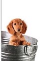 Bow-Wow Boutique - Pet Grooming and Washing image 1