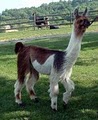 Walnut Ridge Llama Farm & Store image 3