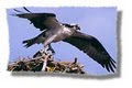Osprey Nature Cruise   Birding By Boat image 3
