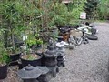 Jade Mountain Nursery image 6