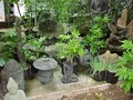 Jade Mountain Nursery image 8